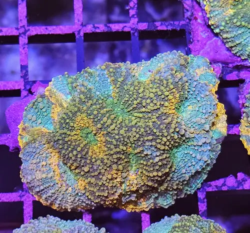 Echinophyllia ’Chalise’ Pumpkinspice