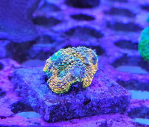 Echinophyllia ’Chalise’ Pumpkinspice