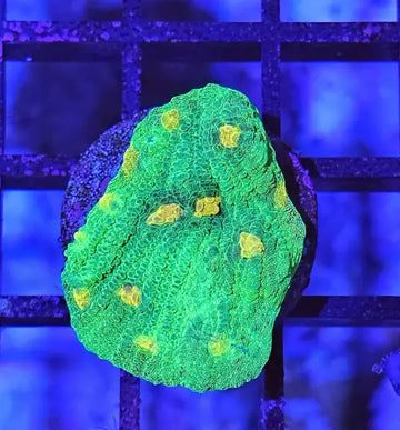 Echinophyllia ’Chalise’ Raja Rampage