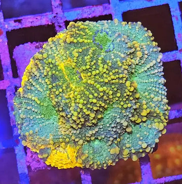 Echinophyllia sp. – Chalice Coral ’Pumpkin spice’