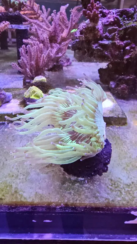 Elegance Coral (Catalaphyllia jardinei)