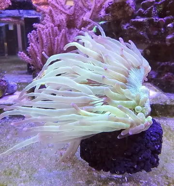 Elegance Coral (Catalaphyllia jardinei)