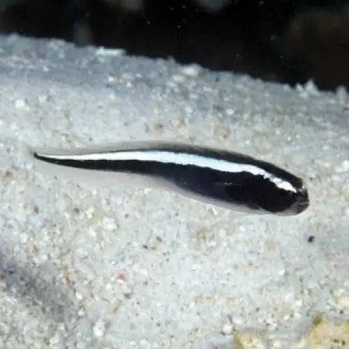 Engineer Goby (Pholidichthys leucotaenia)
