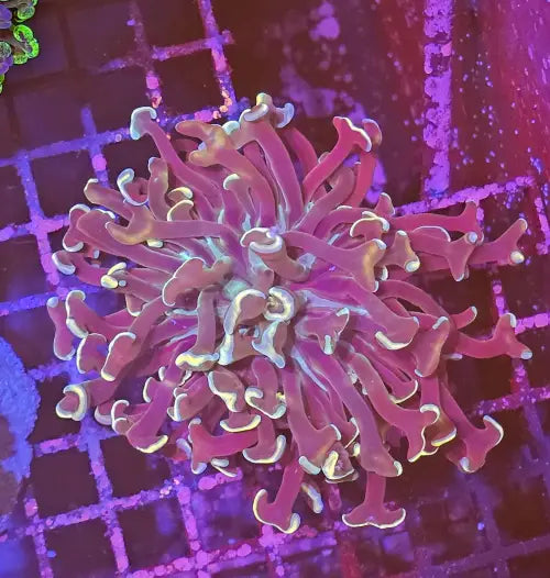Euphyllia Ancora Orange
