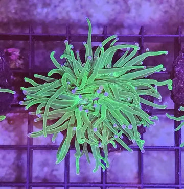 Euphyllia Glabrescens ’Blueberry’