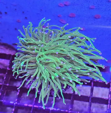 Euphyllia Glabrescens ’Blueberry’