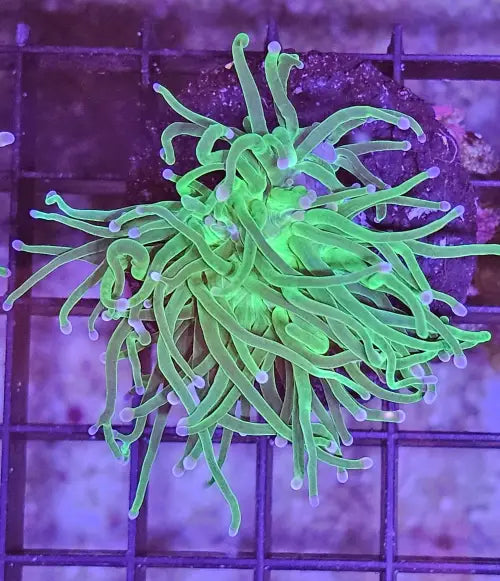 Euphyllia Glabrescens ’Blueberry’