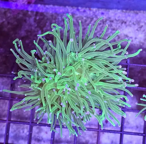 Euphyllia Glabrescens ’Blueberry’