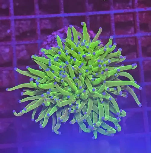 Euphyllia Glabrescens Blueberry Premium