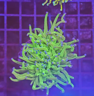 Euphyllia Glabrescens Blueberry Premium