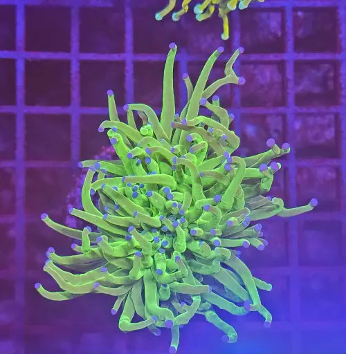Euphyllia Glabrescens Blueberry Premium