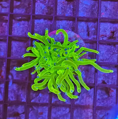 Euphyllia Glabrescens Blueberry Ultra