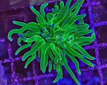 Euphyllia Glabrescens Blueberry Ultra