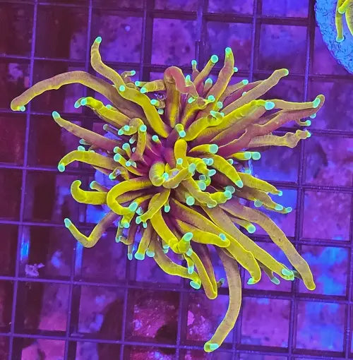Euphyllia Glabrescens Dragon Soul ’Torch’ (Ultra)