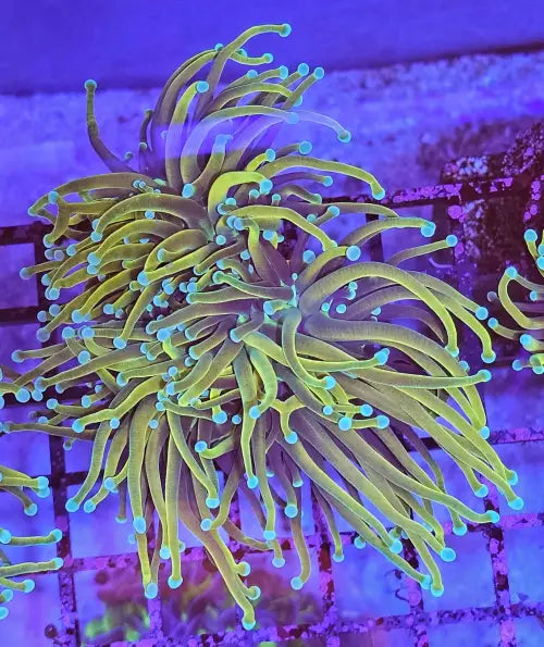 Euphyllia Glabrescens ’Gold Torch’