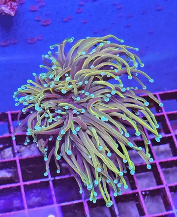 Euphyllia Glabrescens ’Gold Torch’