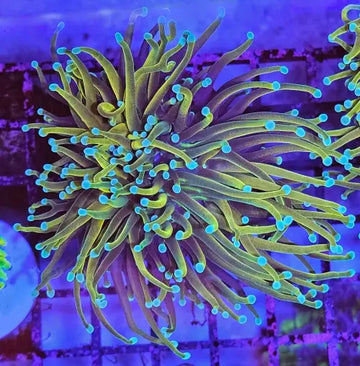 Euphyllia Glabrescens ’Gold Torch’