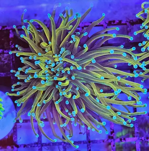 Euphyllia Glabrescens ’Gold Torch’