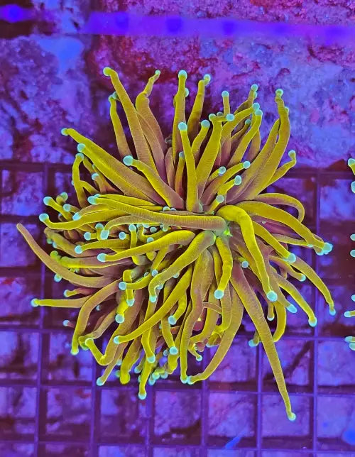 Euphyllia Glabrescens Gold ’Torch’ (Premium)