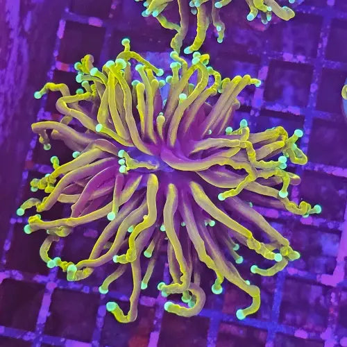 Euphyllia Glabrescenses Dragon Seoul ’Torch’ (Ultra)