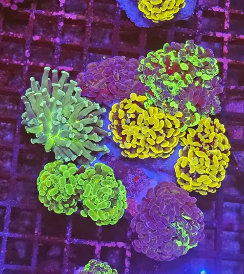 Euphyllia paraancora Garden (Korallifarmi Special Selection)