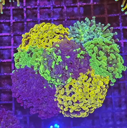 Euphyllia paraancora Garden (Korallifarmi Special Selection)