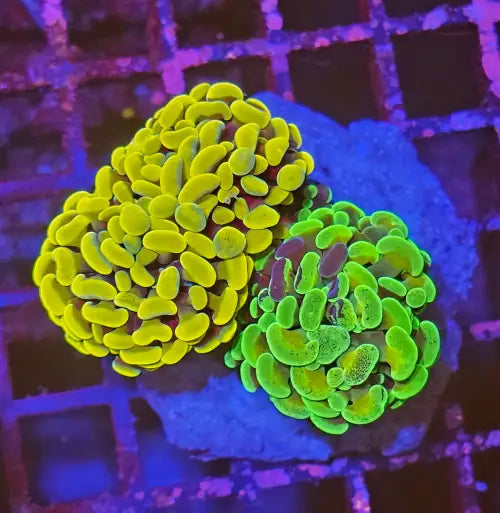Euphyllia paraancora Gold & Green special Premium