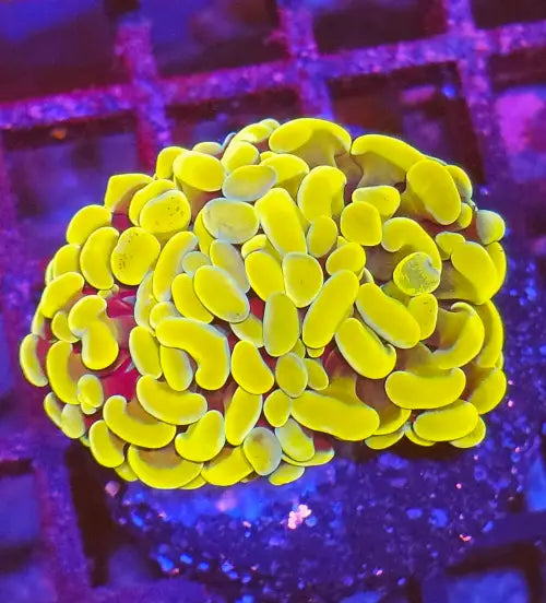 Euphyllia paraancora Gold Premium