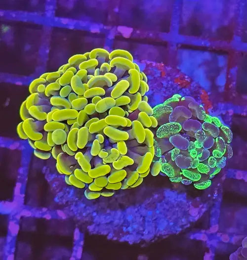 Euphyllia paraancora Gold & Two tone Green Premium