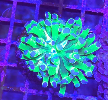 Euphyllia paraancora Green/purple tip
