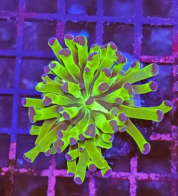 Euphyllia paraancora Green/purple tip