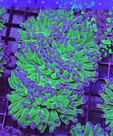 Euphyllia paraancora Green/purple tip