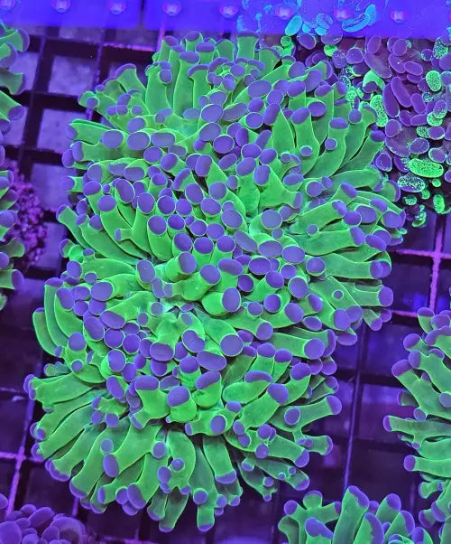 Euphyllia paraancora Green/purple tip