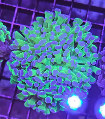 Euphyllia paraancora Green/purple tip