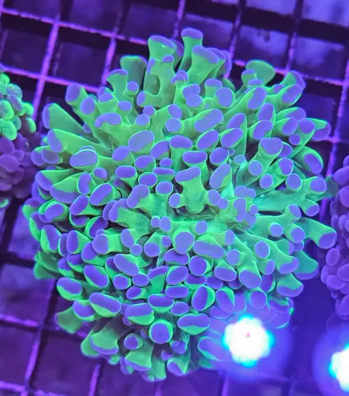 Euphyllia paraancora Green/purple tip