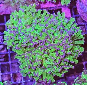 Euphyllia paraancora Green/purple tip L