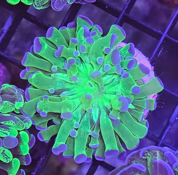 Euphyllia paraancora Green/purple tip S