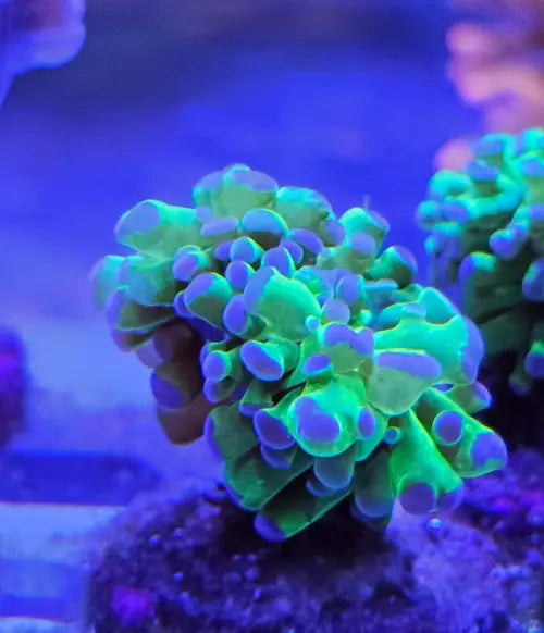 Euphyllia paraancora Green/purple tip XS