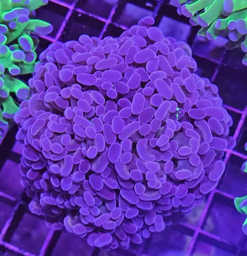 Euphyllia paraancora purple