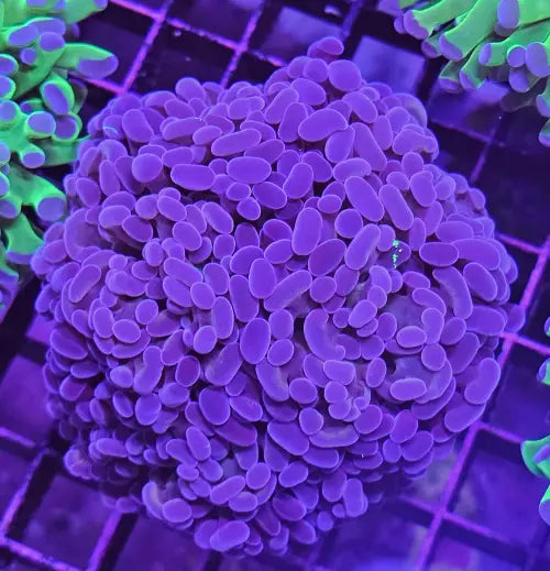 Euphyllia paraancora purple