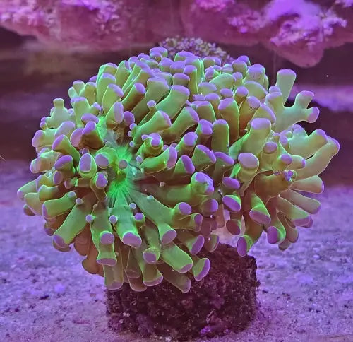 Euphyllia paraancora ’purple tip’