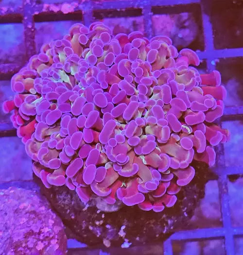 Euphyllia paraancora PurplePower