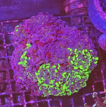Euphyllia paraancora Two tone Green Premium XL