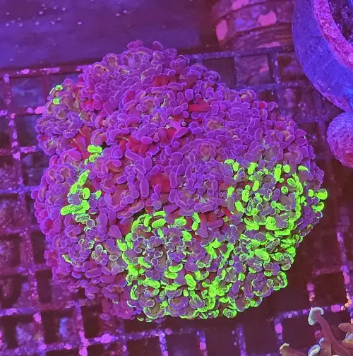 Euphyllia paraancora Two tone Green Premium XL