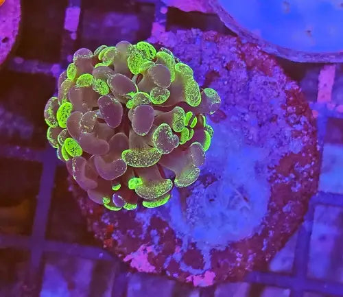 Euphyllia paraancora Two tone Green Premium XS