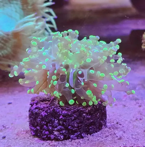 Euphyllia paradivisa ’frogspawn’