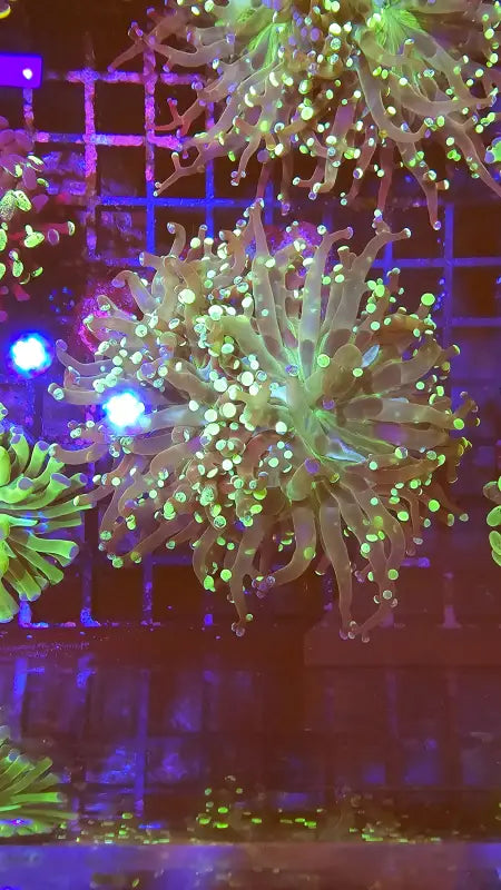 Euphyllia paradivisa Green