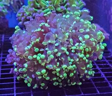 Euphyllia paradivisa Green Premium