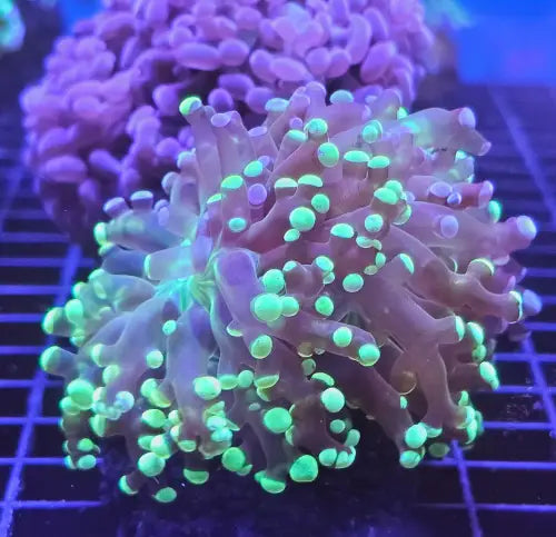 Euphyllia paradivisa Green Premium