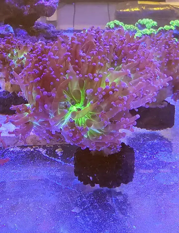 Euphyllia paradivisa Purplish Green